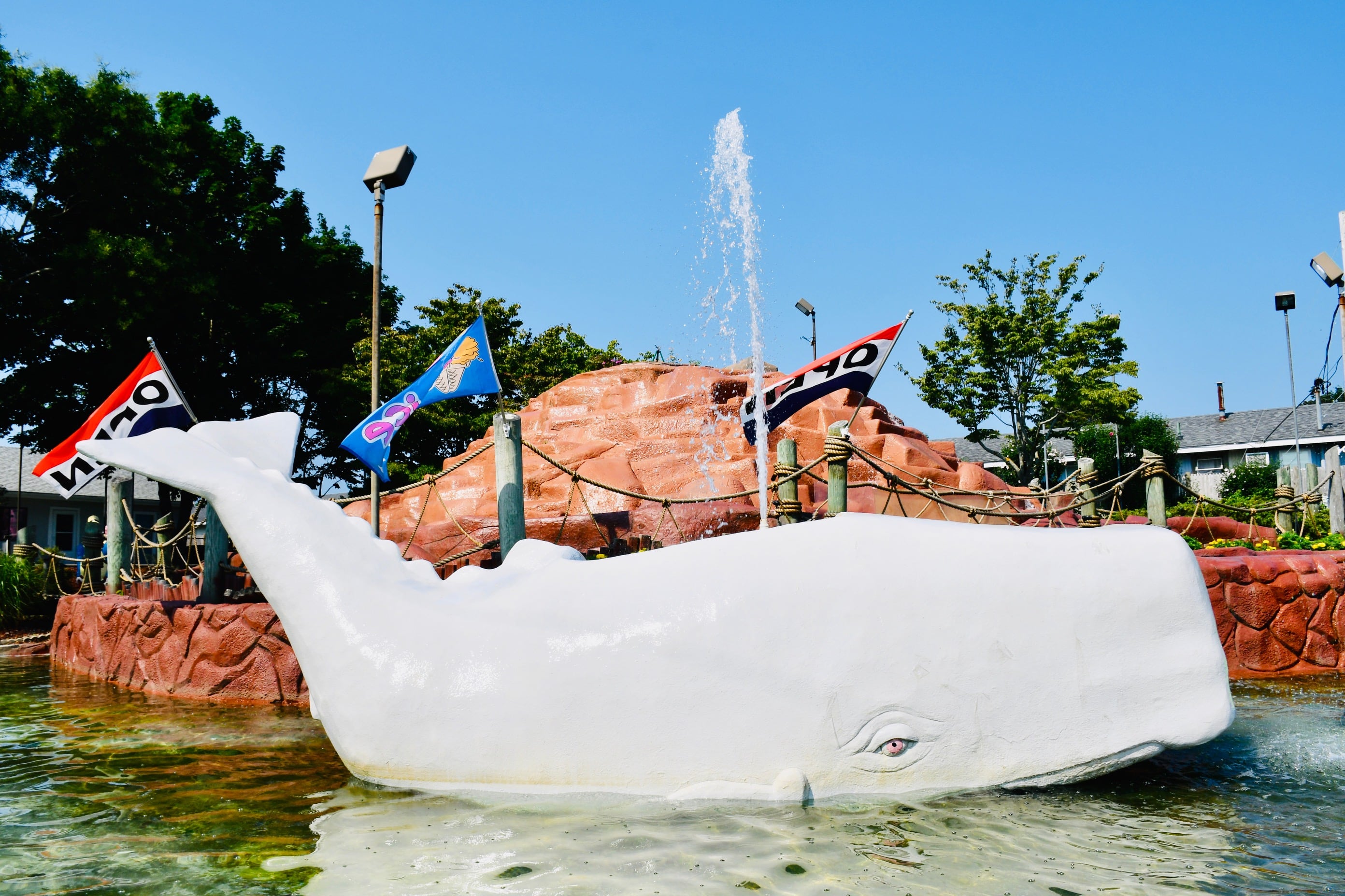 white whale spouting water